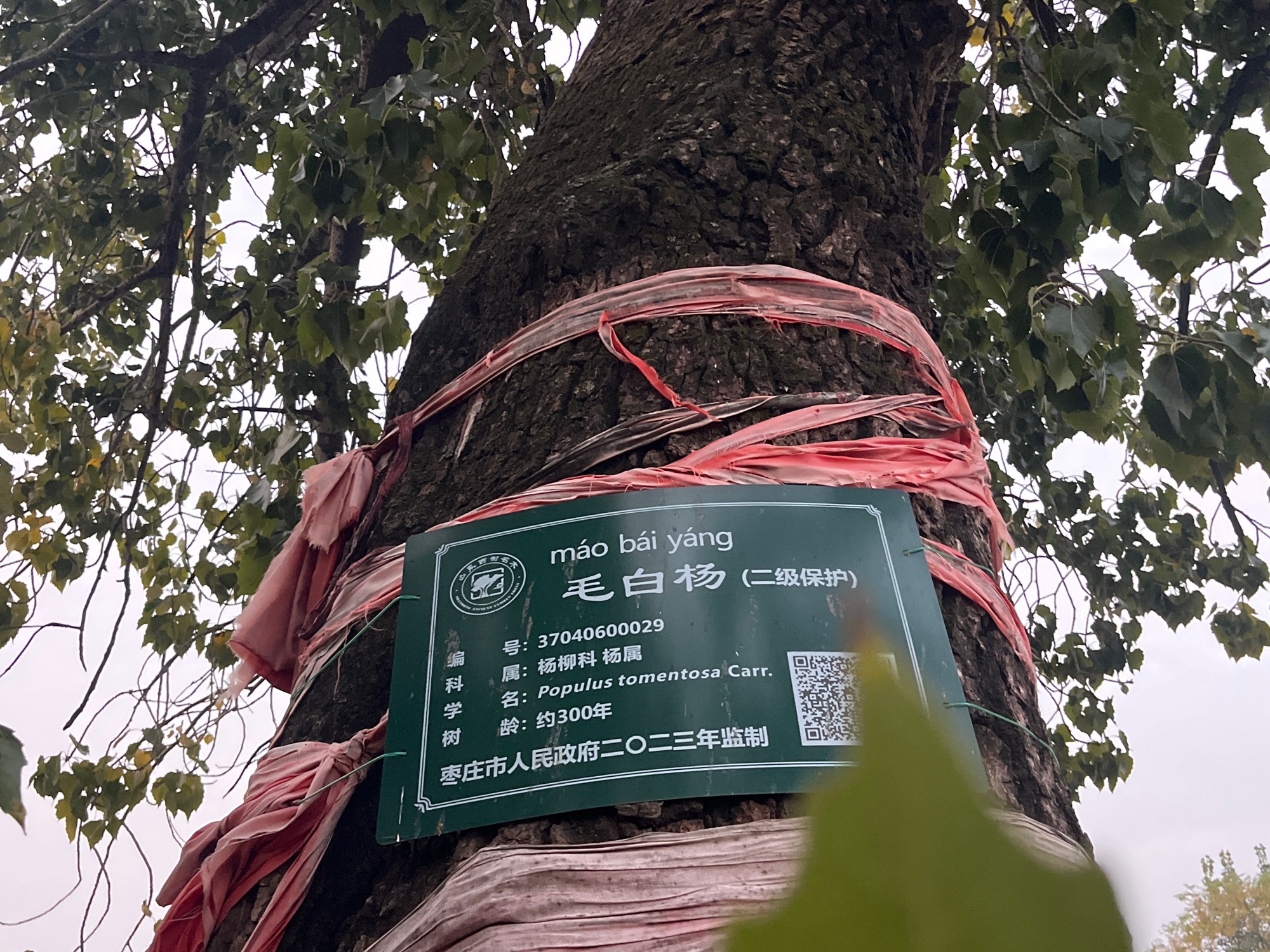古神树法道福地旅游风景区旅行图片 2