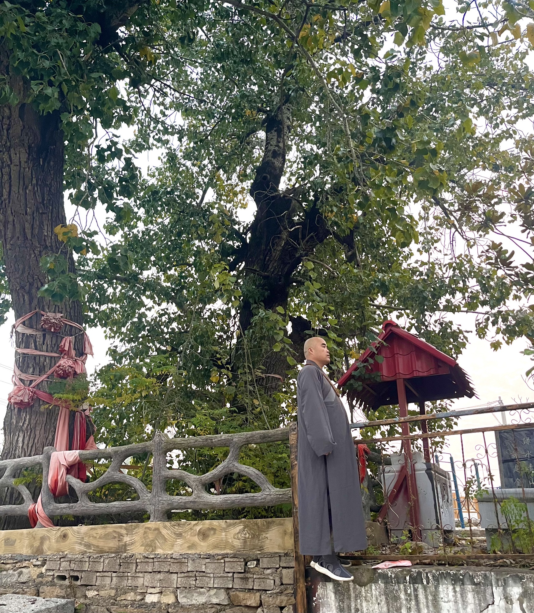 古神树法道福地旅游风景区旅行图片 1