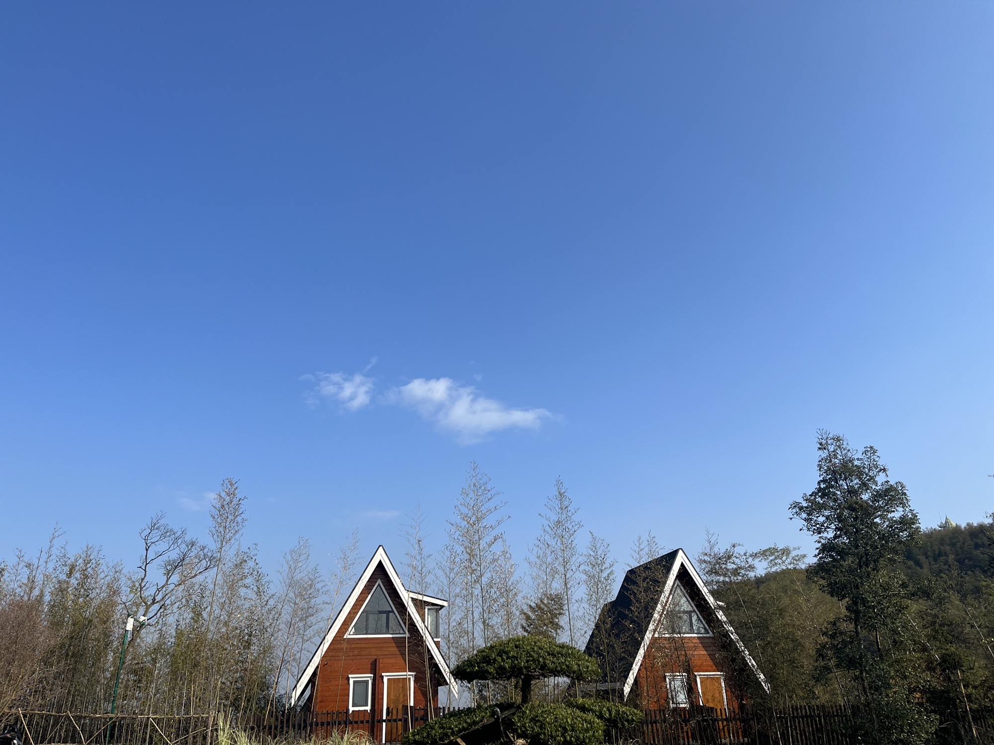 桃花江竹海旅行图片 3