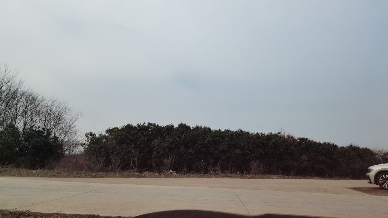 合肥市清水湾梅花园旅行图片 1