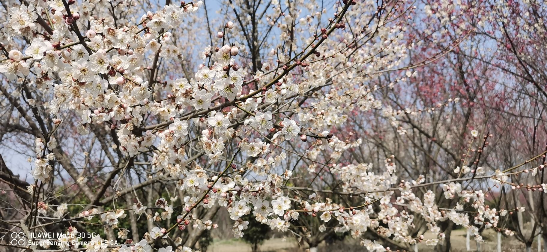 合肥市清水湾梅花园旅行图片 2