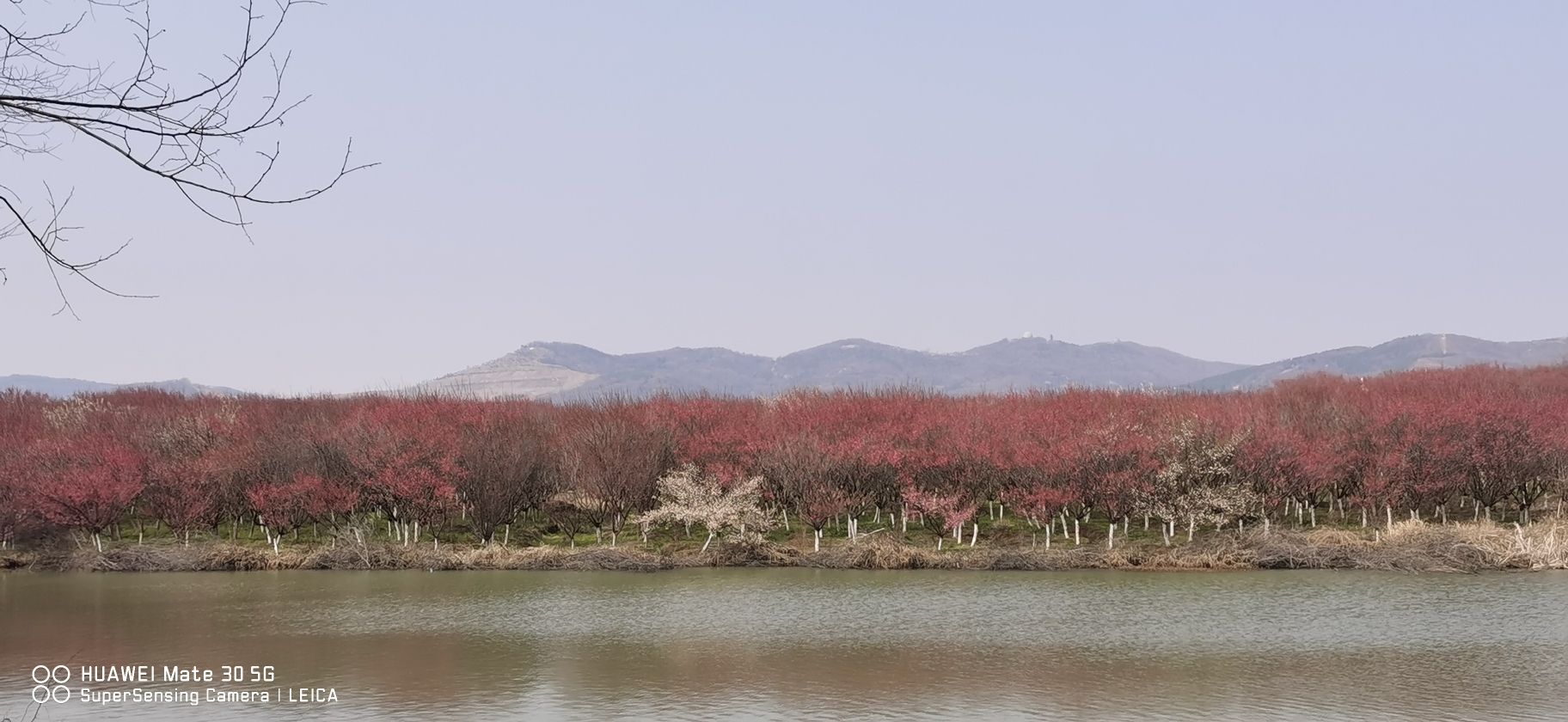 合肥市清水湾梅花园旅行图片 1