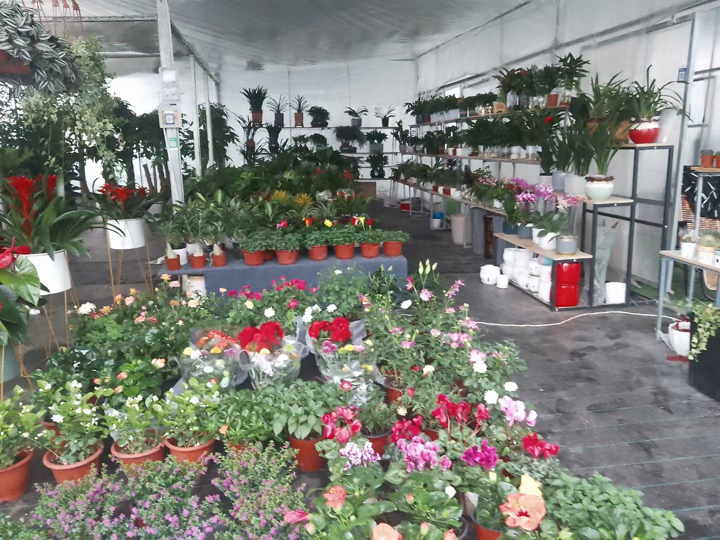 上海轩韵园艺花卉市场