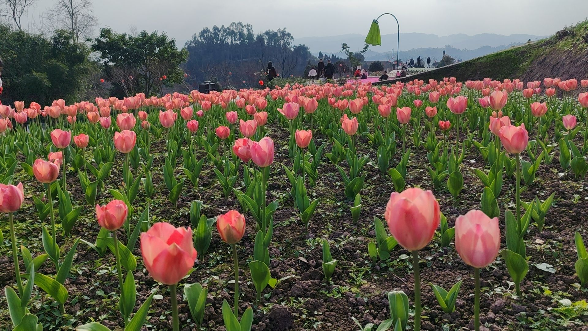 龙门花海旅行图片 1