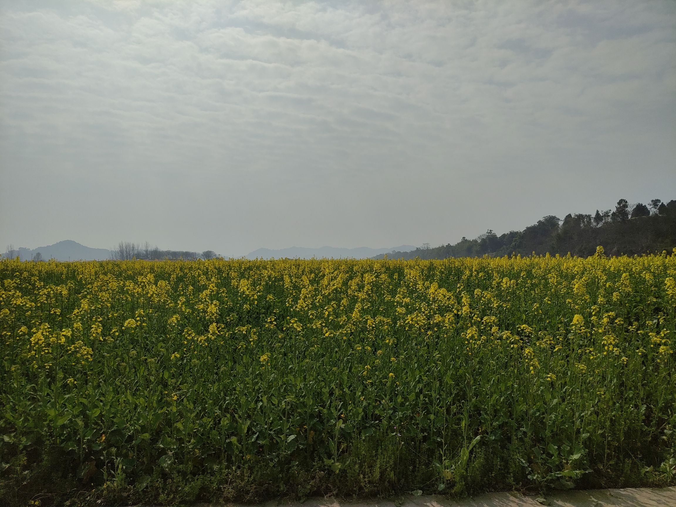 渔溪镇渔溪桥村太古岛旅行图片 2
