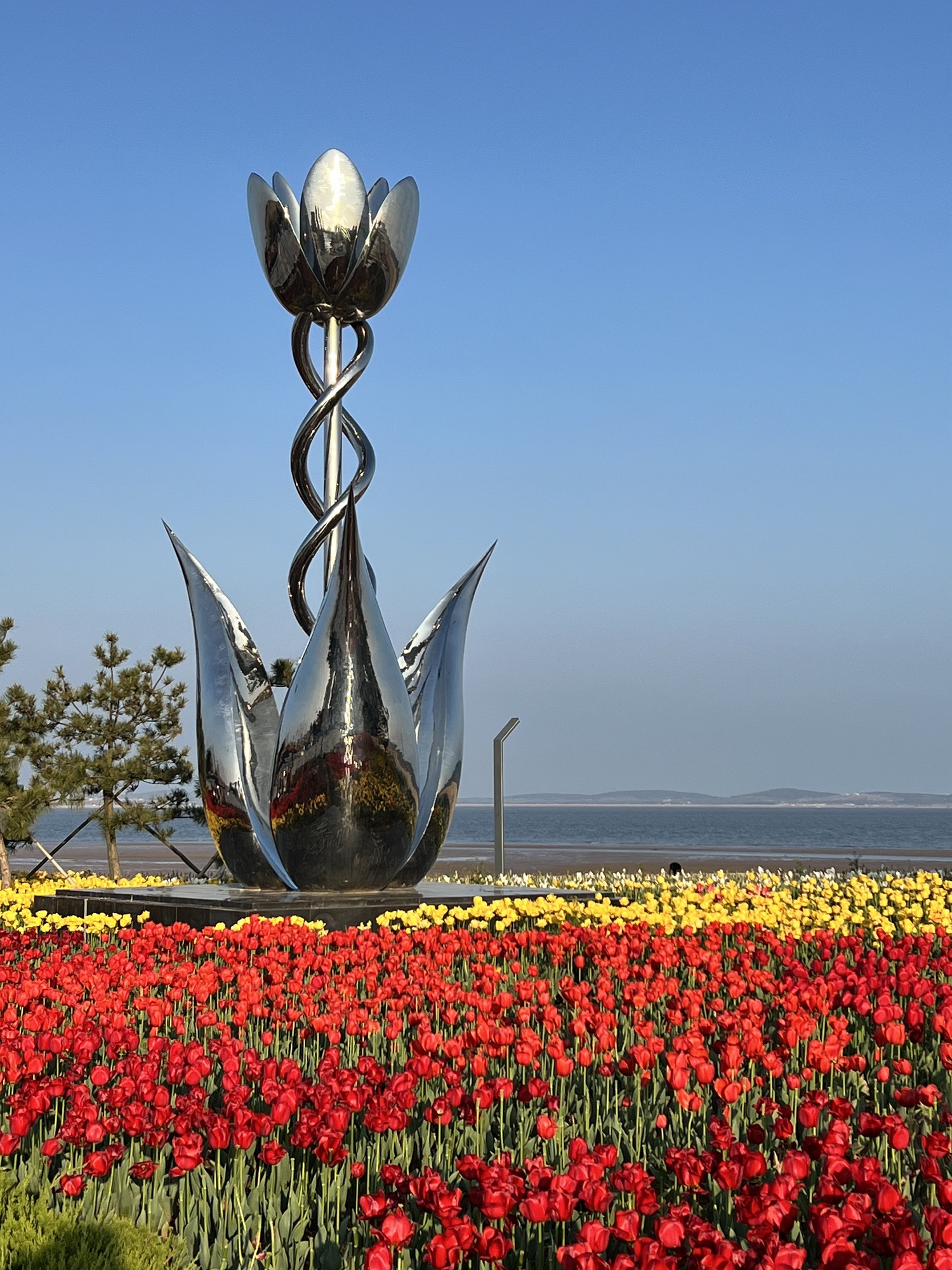 郁金香广场旅行图片 2