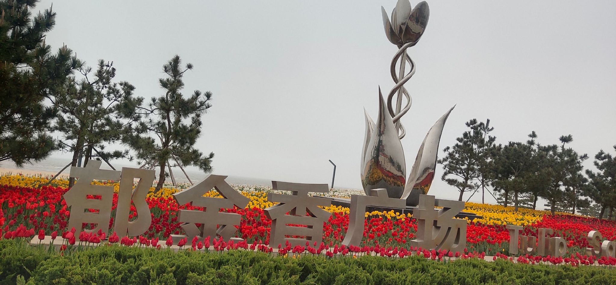 郁金香广场旅行图片 1