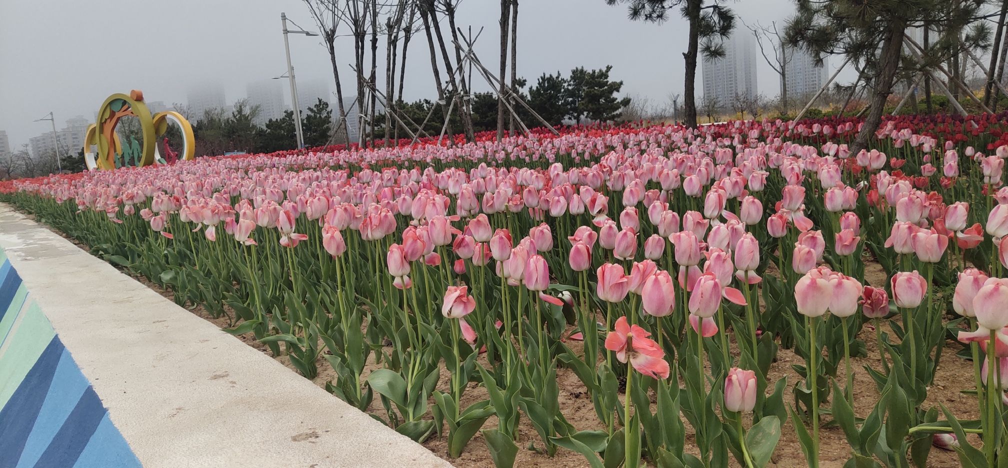郁金香广场旅行图片 3