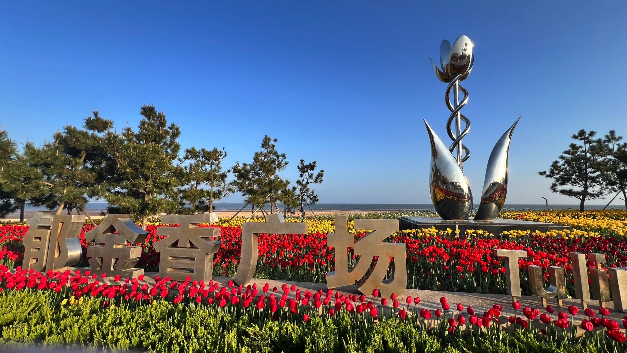 郁金香广场旅行图片 1