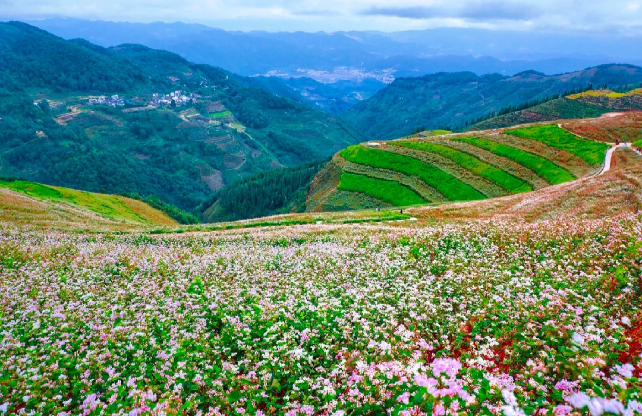 云上花海心灵氧吧
