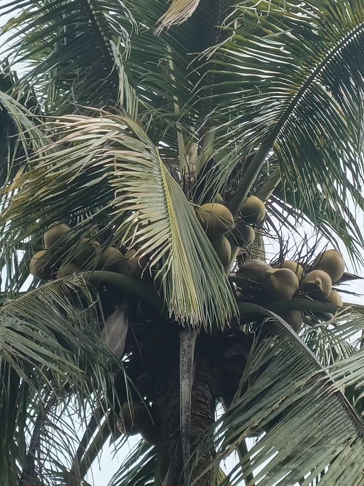 喜禾热带水果主题公园