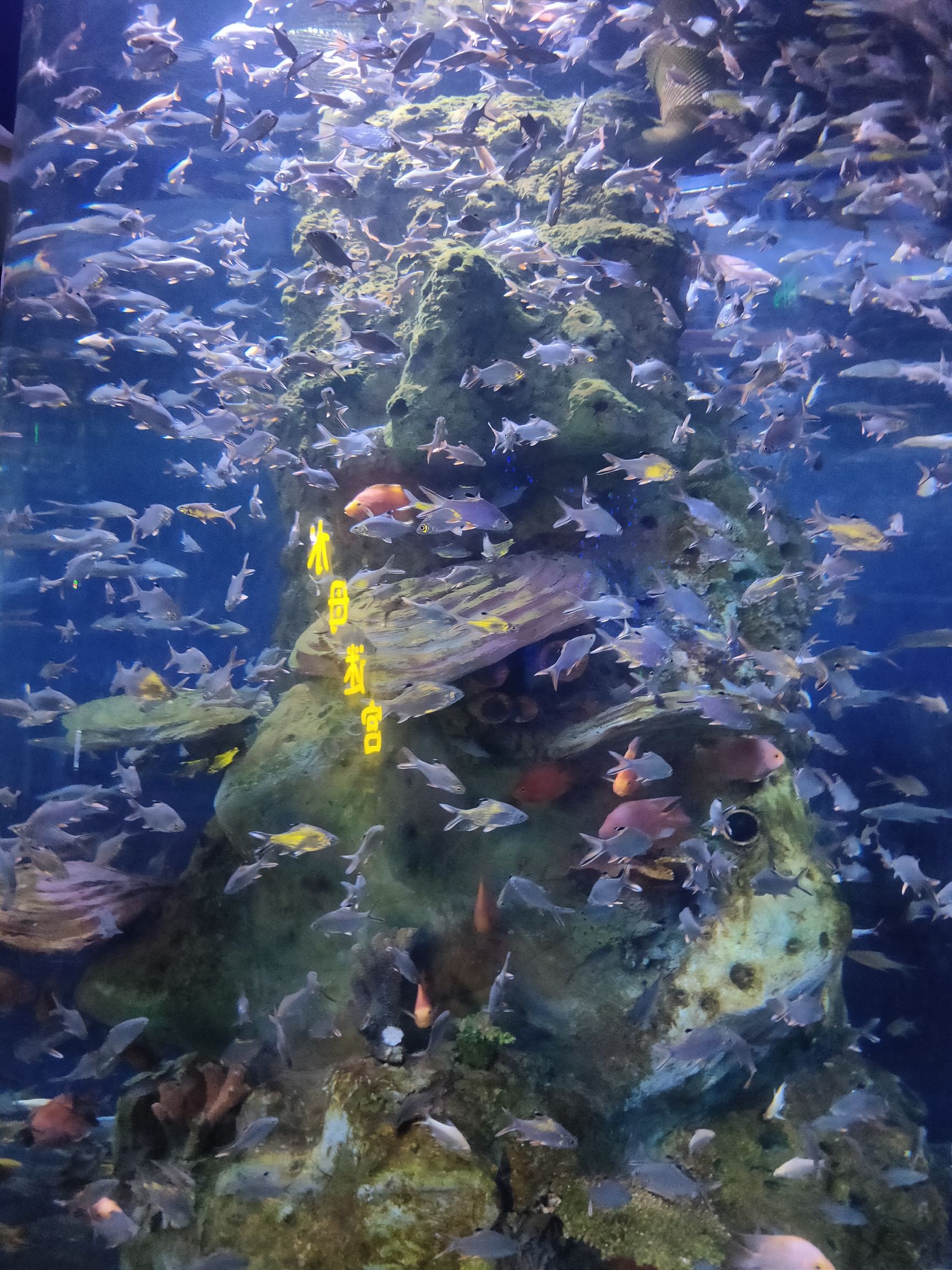 郸城海洋馆旅行图片 1