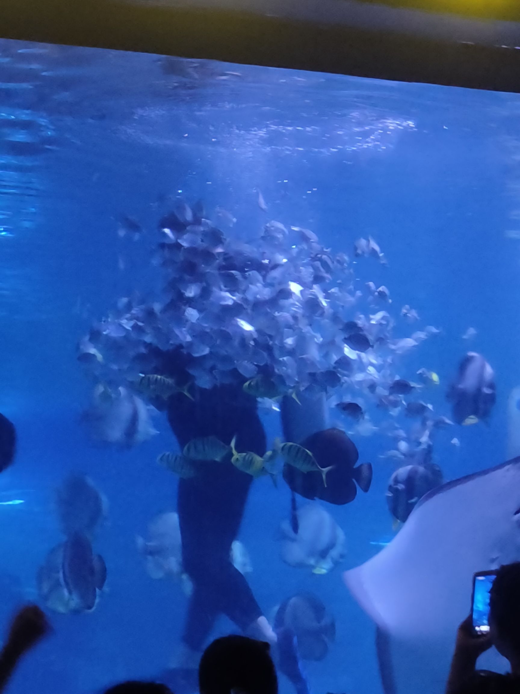 郸城海洋馆旅行图片 2