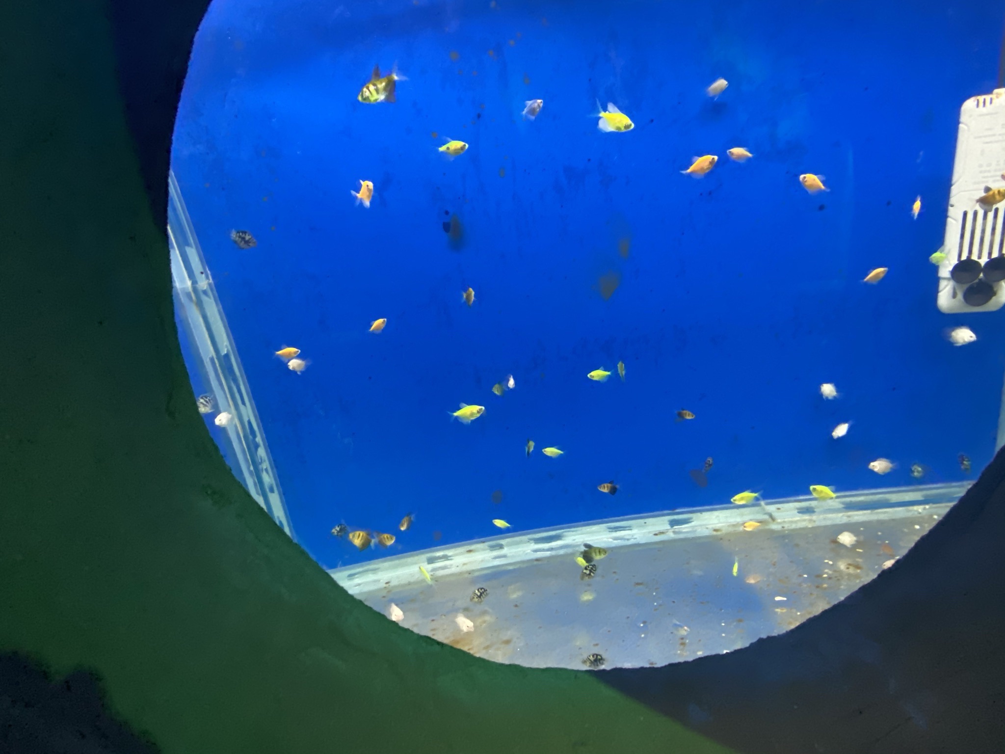 郸城海洋馆旅行图片 3