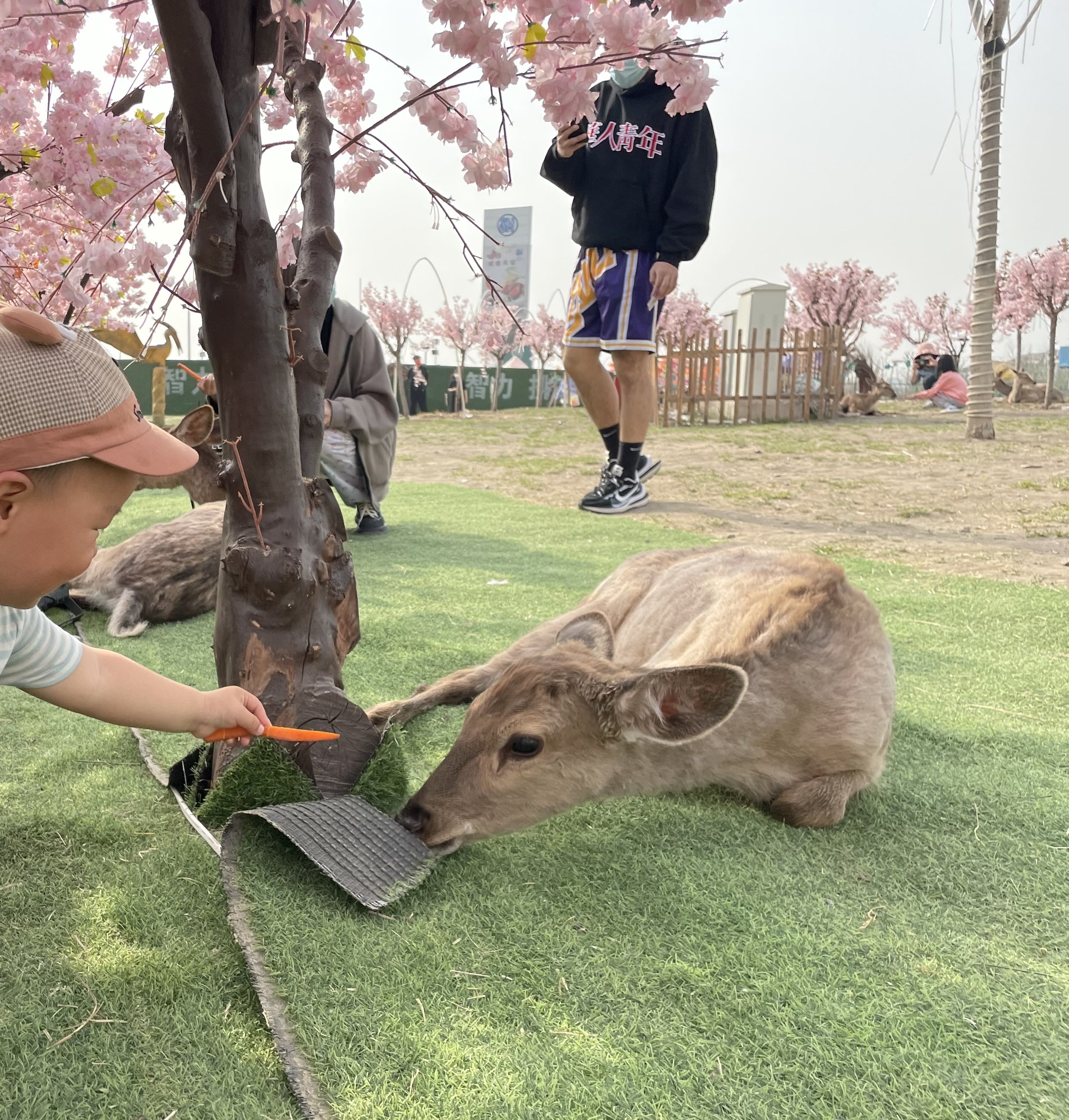 寻安鹿园旅行图片 3