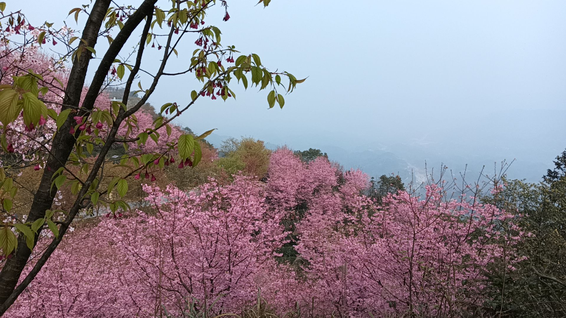 猫山樱博园旅行图片 1