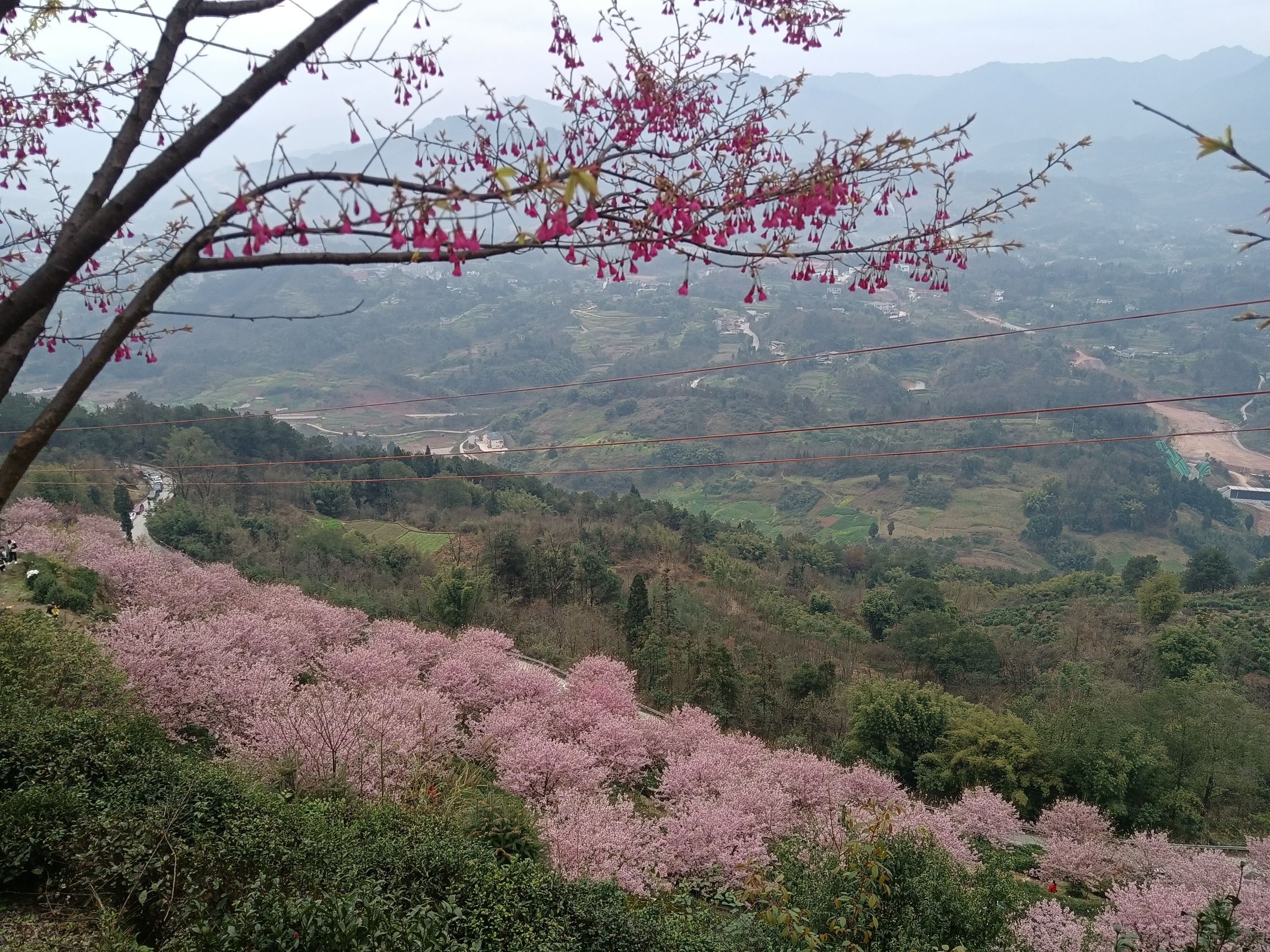 猫山樱博园旅行图片 2