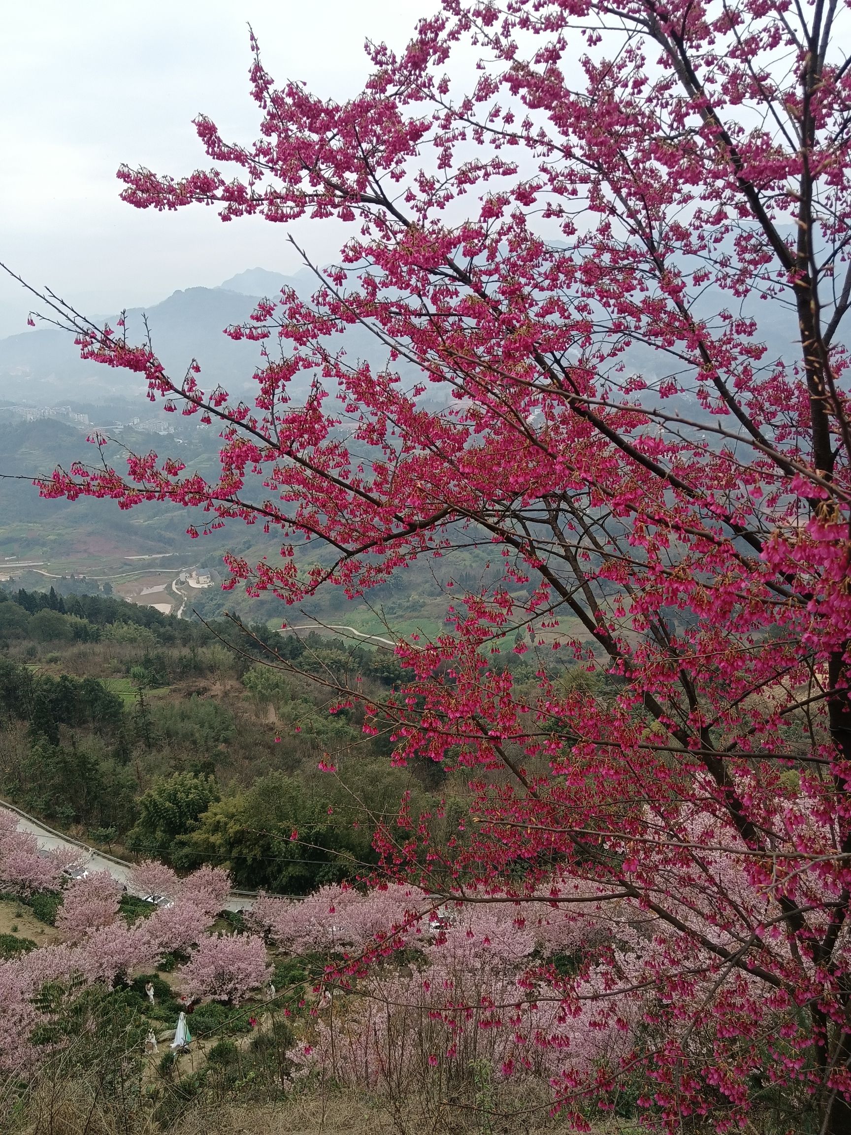 猫山樱博园旅行图片 1