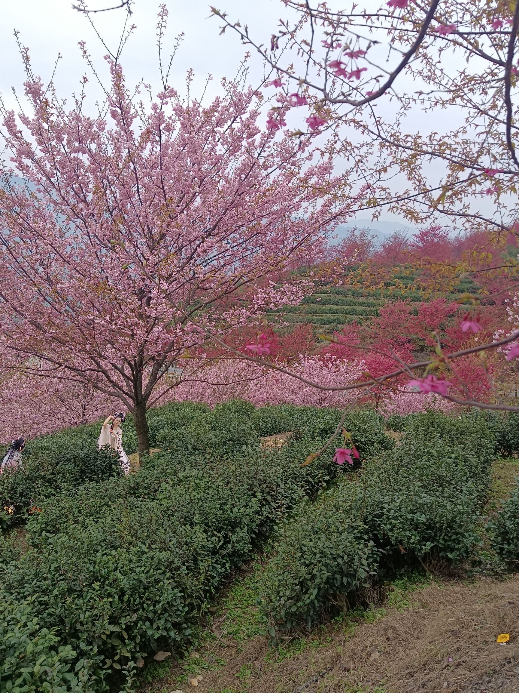猫山樱博园旅行图片 3