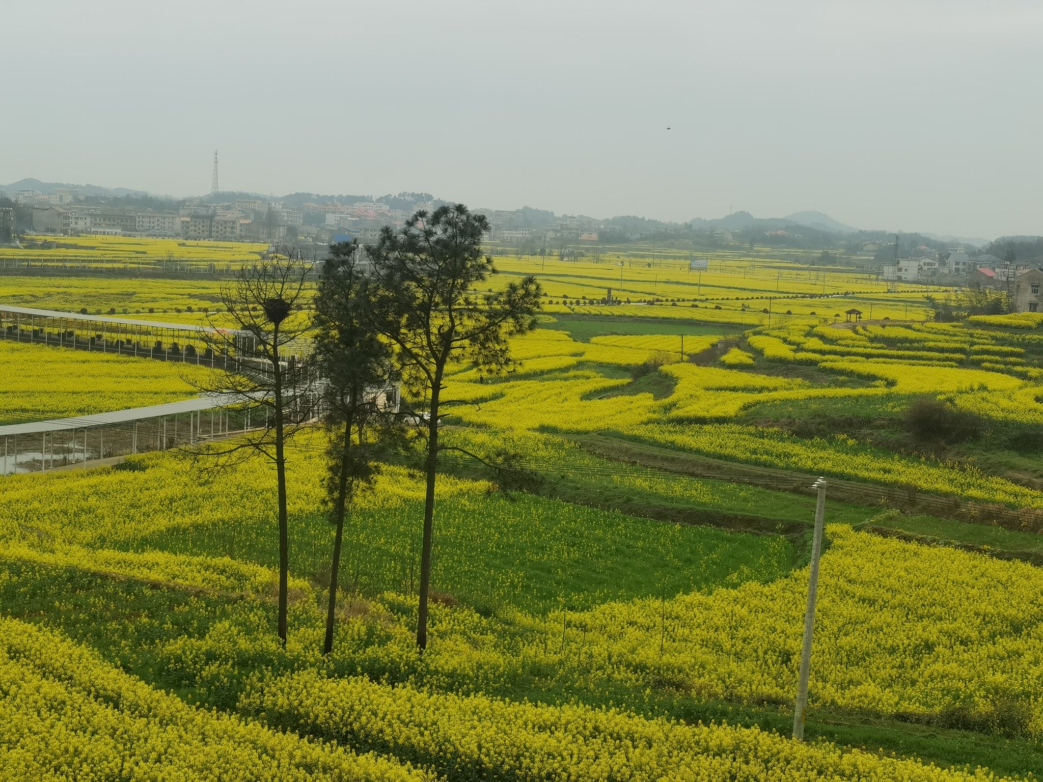 锁石花之缘景区旅行图片 3