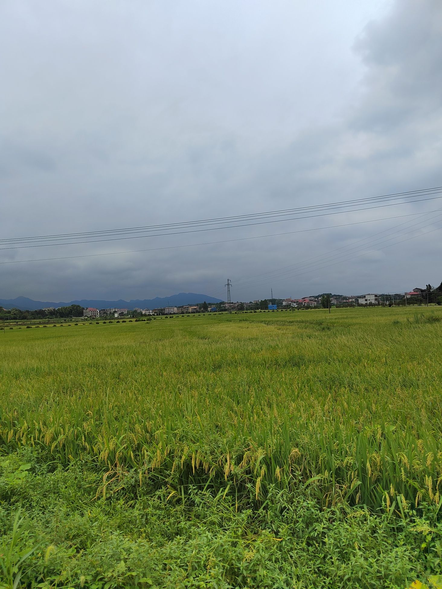 锁石花之缘景区旅行图片 2