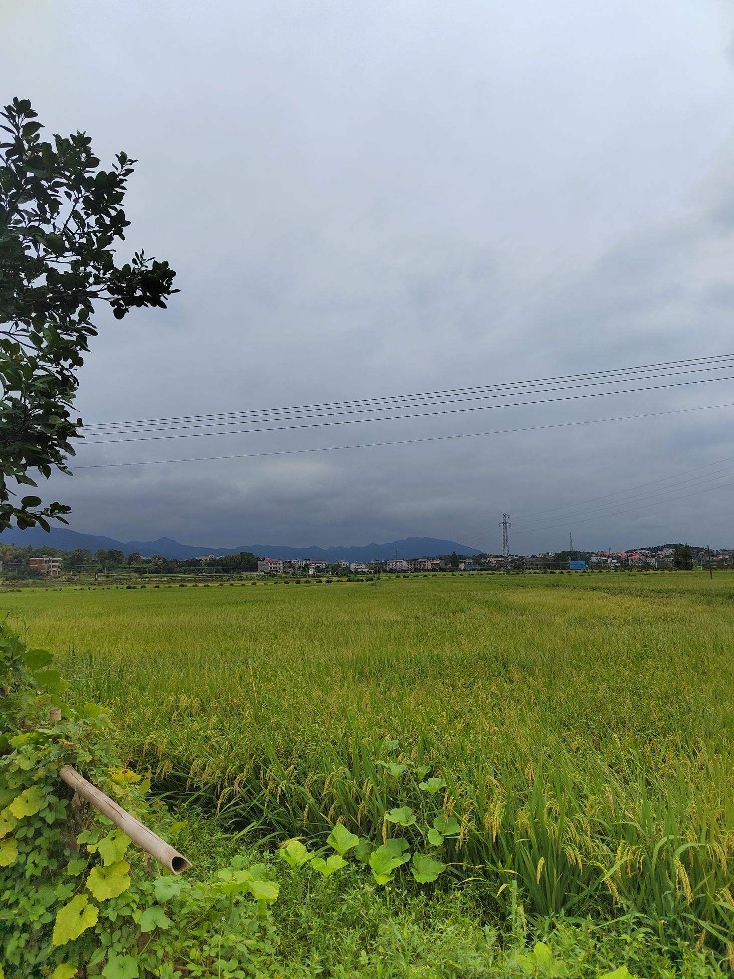 锁石花之缘景区旅行图片 1