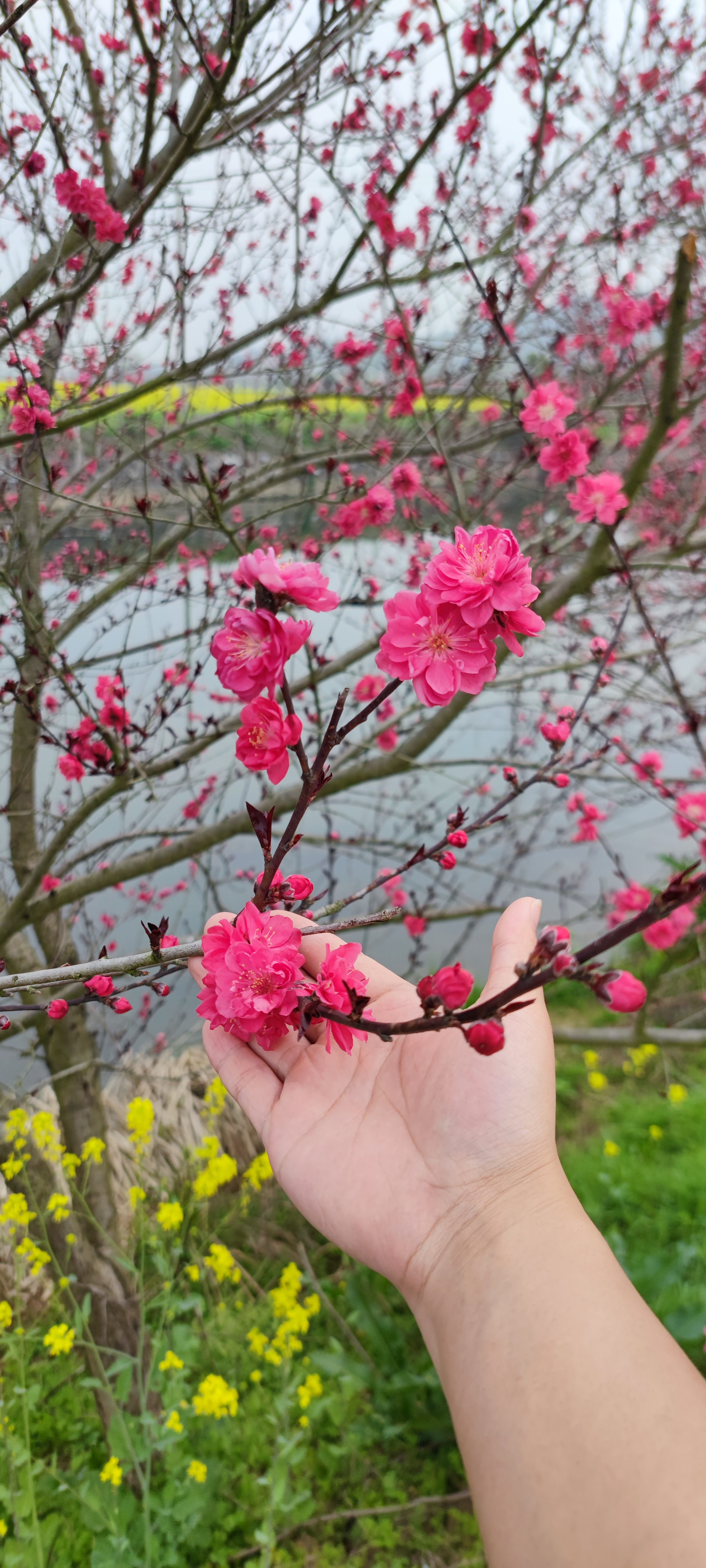 锁石花之缘景区旅行图片 3
