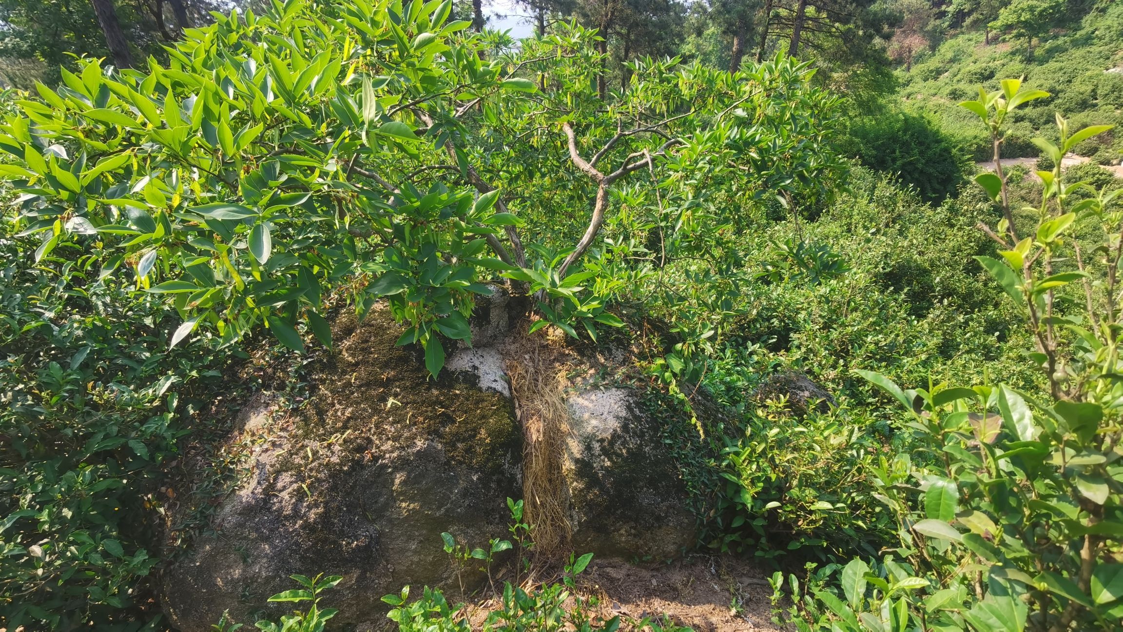 双尖寨风景区旅行图片 1
