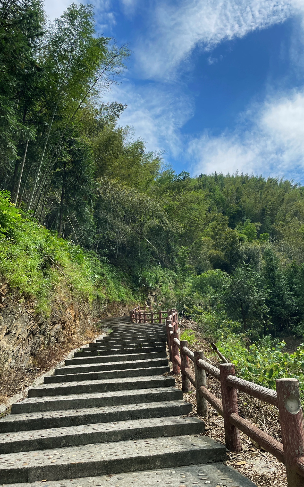 千马坪千年古银杏树旅行图片 1