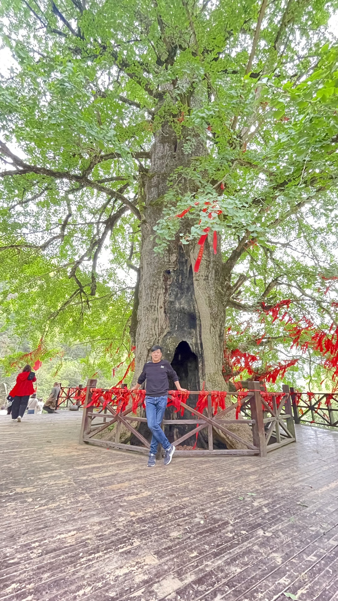 千马坪千年古银杏树旅行图片 3