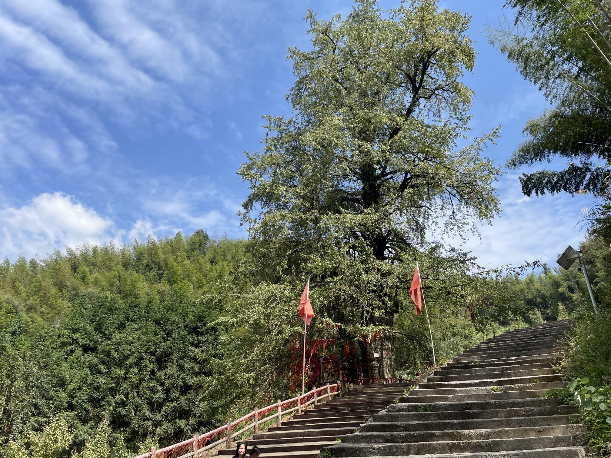 千马坪千年古银杏树旅行图片 3