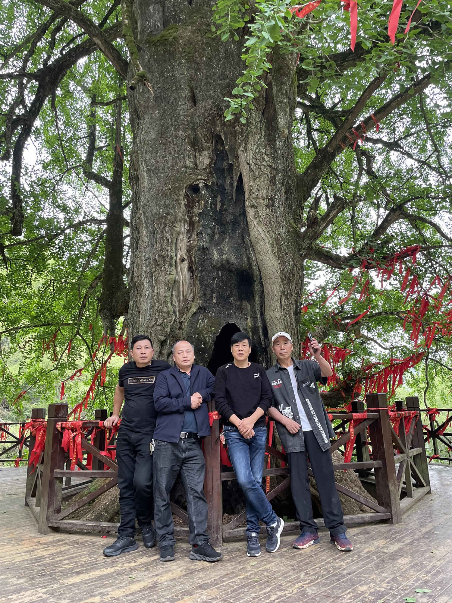 千马坪千年古银杏树旅行图片 2