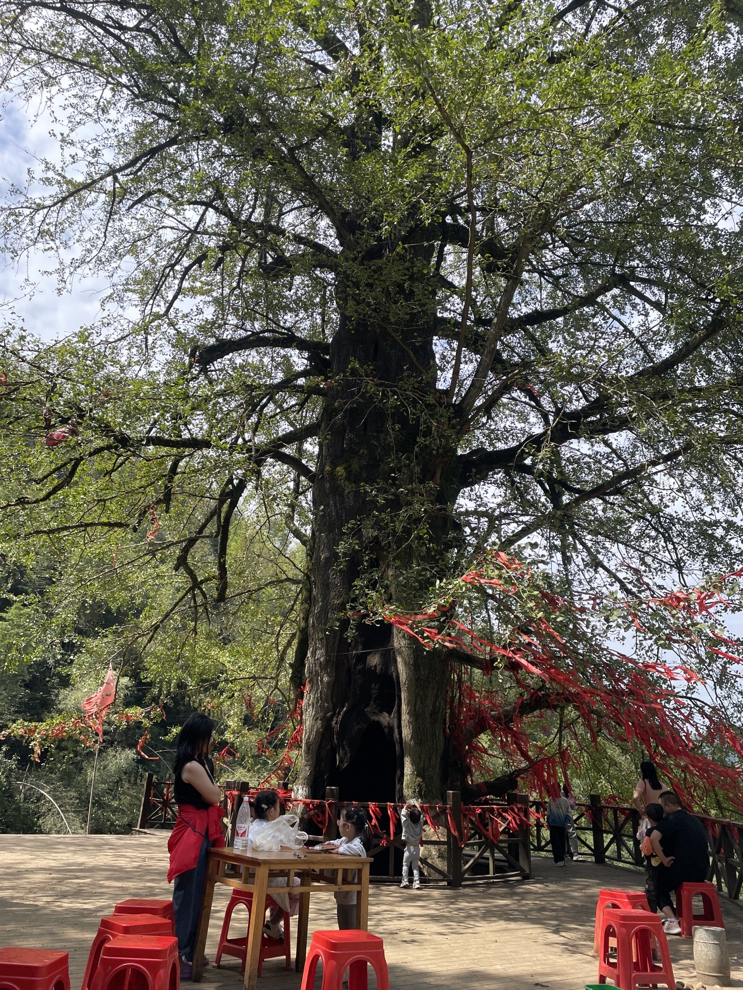 千马坪千年古银杏树旅行图片 2