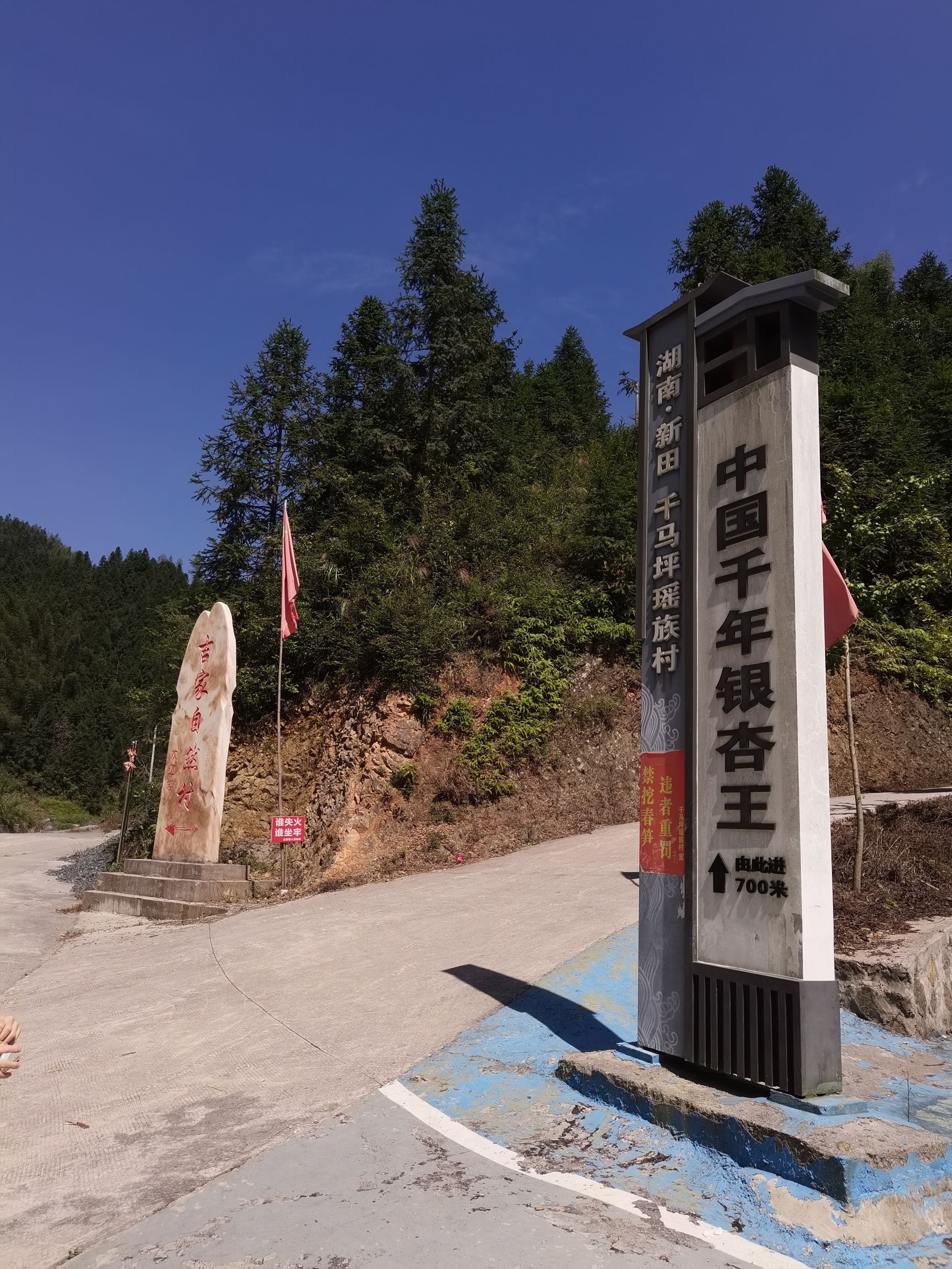 千马坪千年古银杏树旅行图片 1