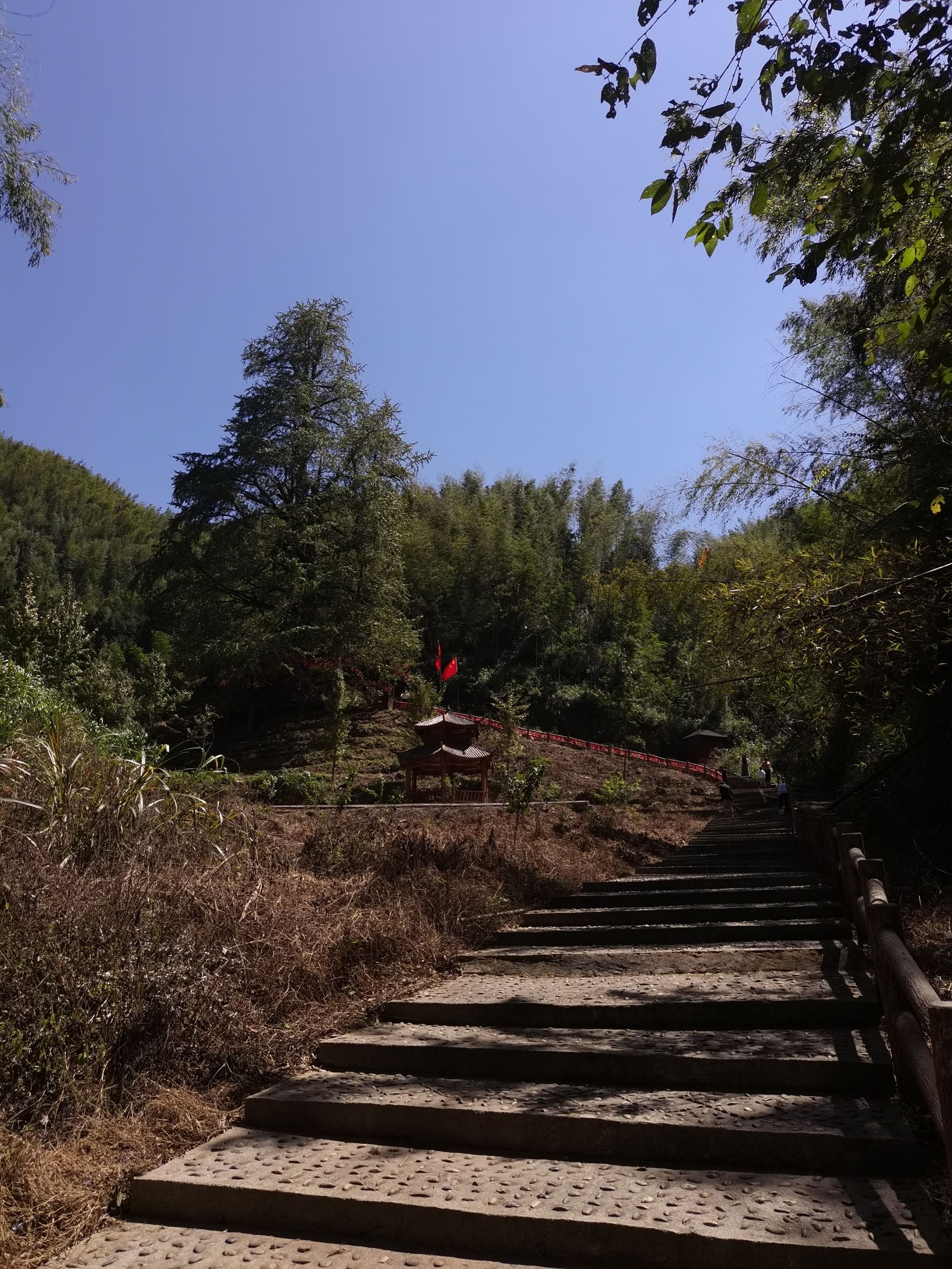 千马坪千年古银杏树旅行图片 2