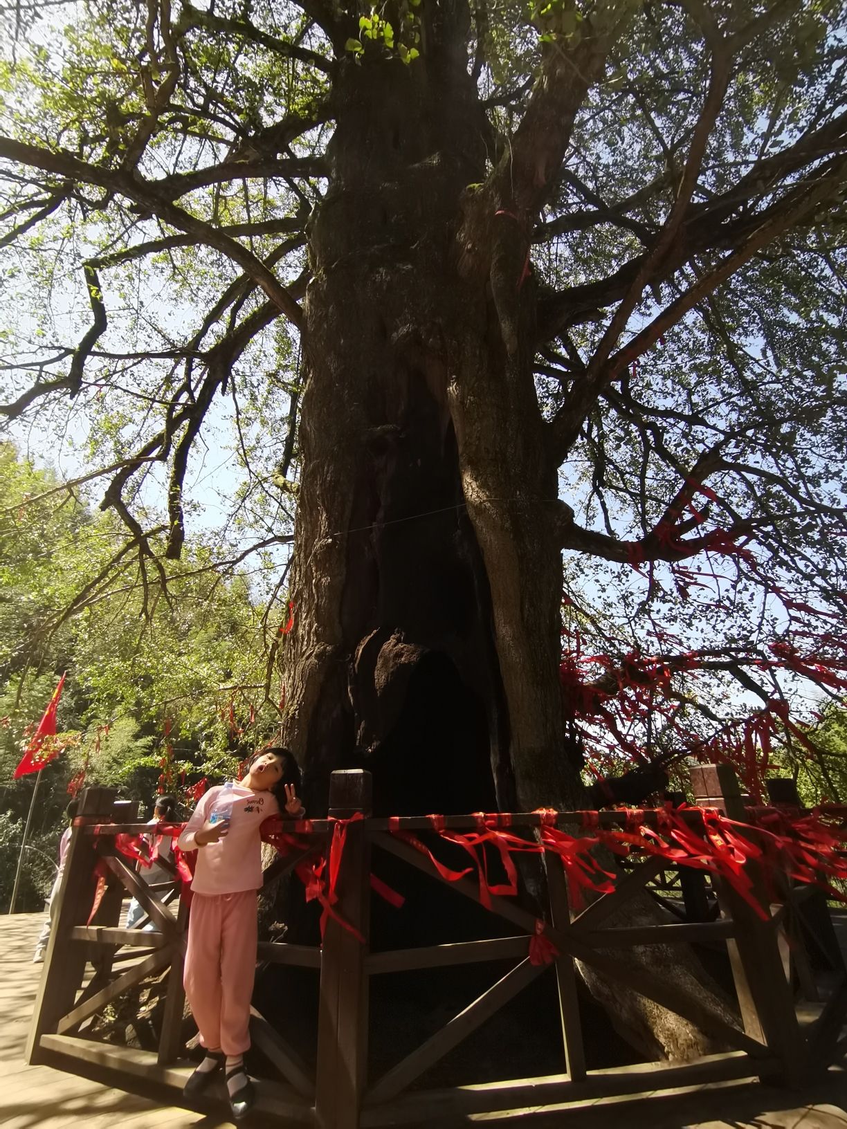 千马坪千年古银杏树旅行图片 3