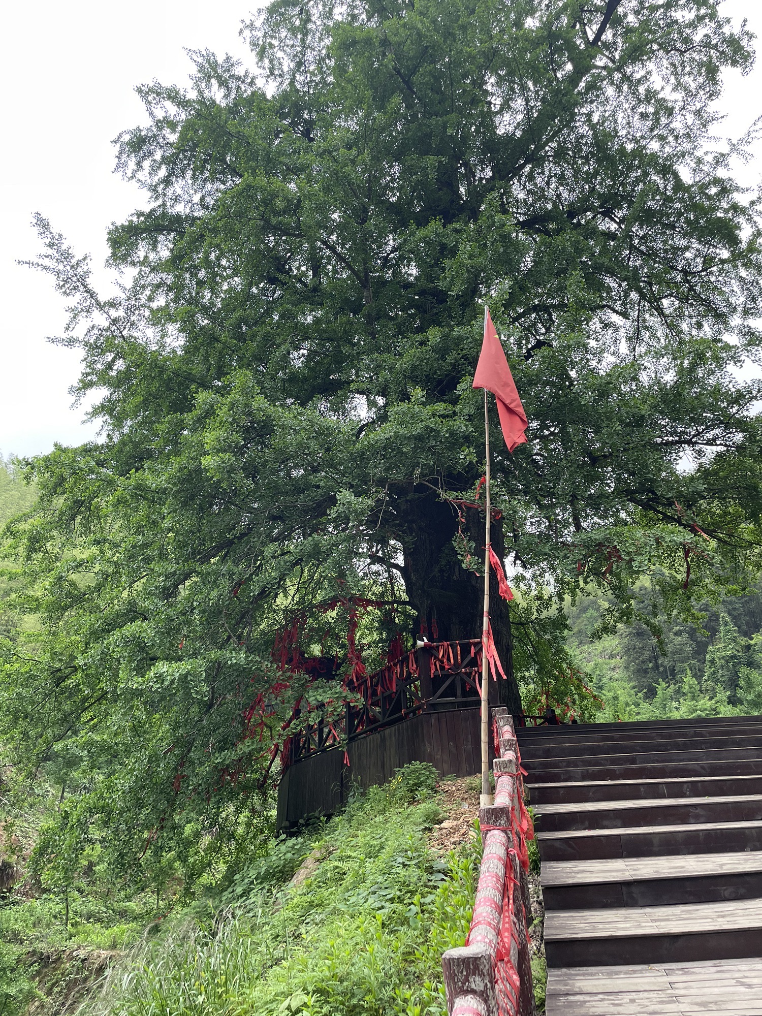 千马坪千年古银杏树旅行图片 1