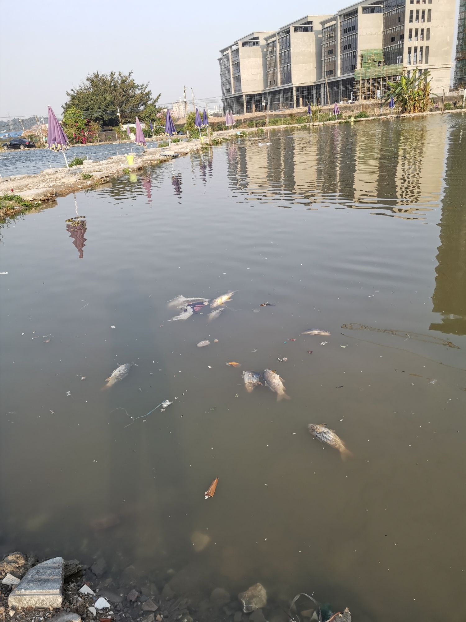 丰洲钓鱼场