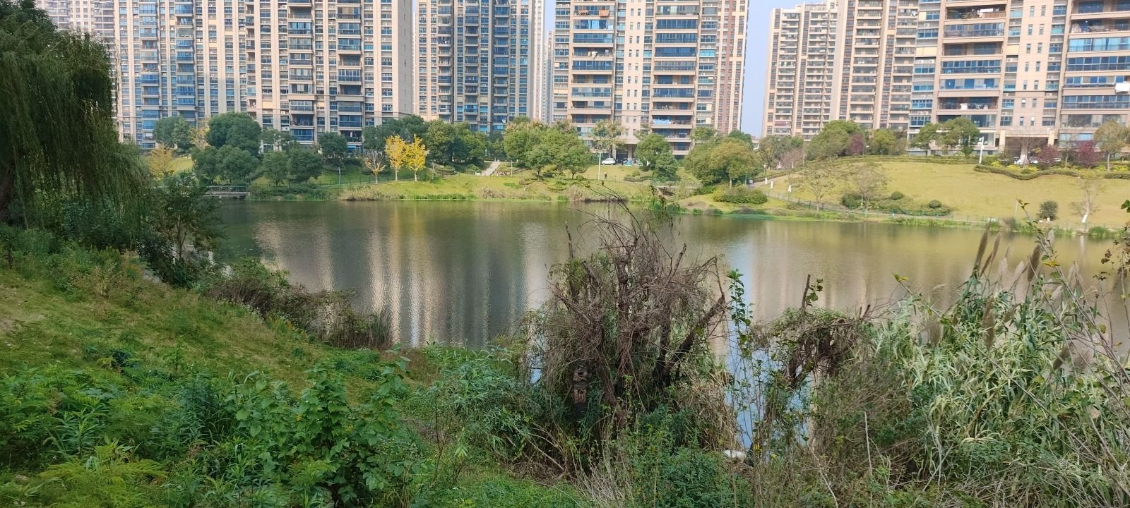 临湖苑公园旅行图片 3
