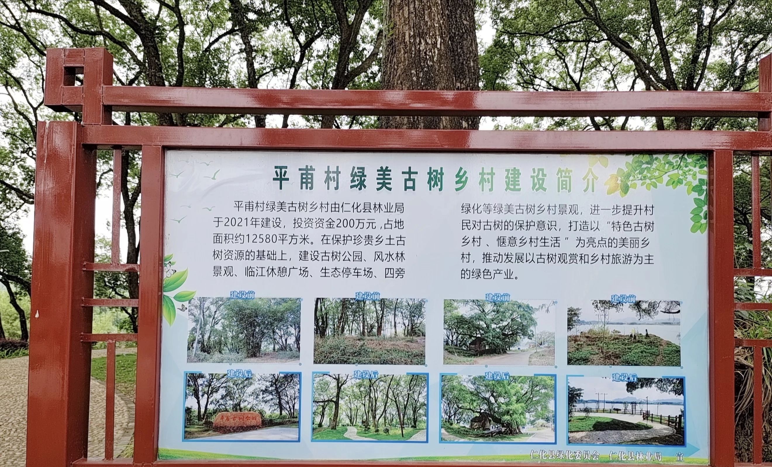 平甫古树公园旅行图片 2