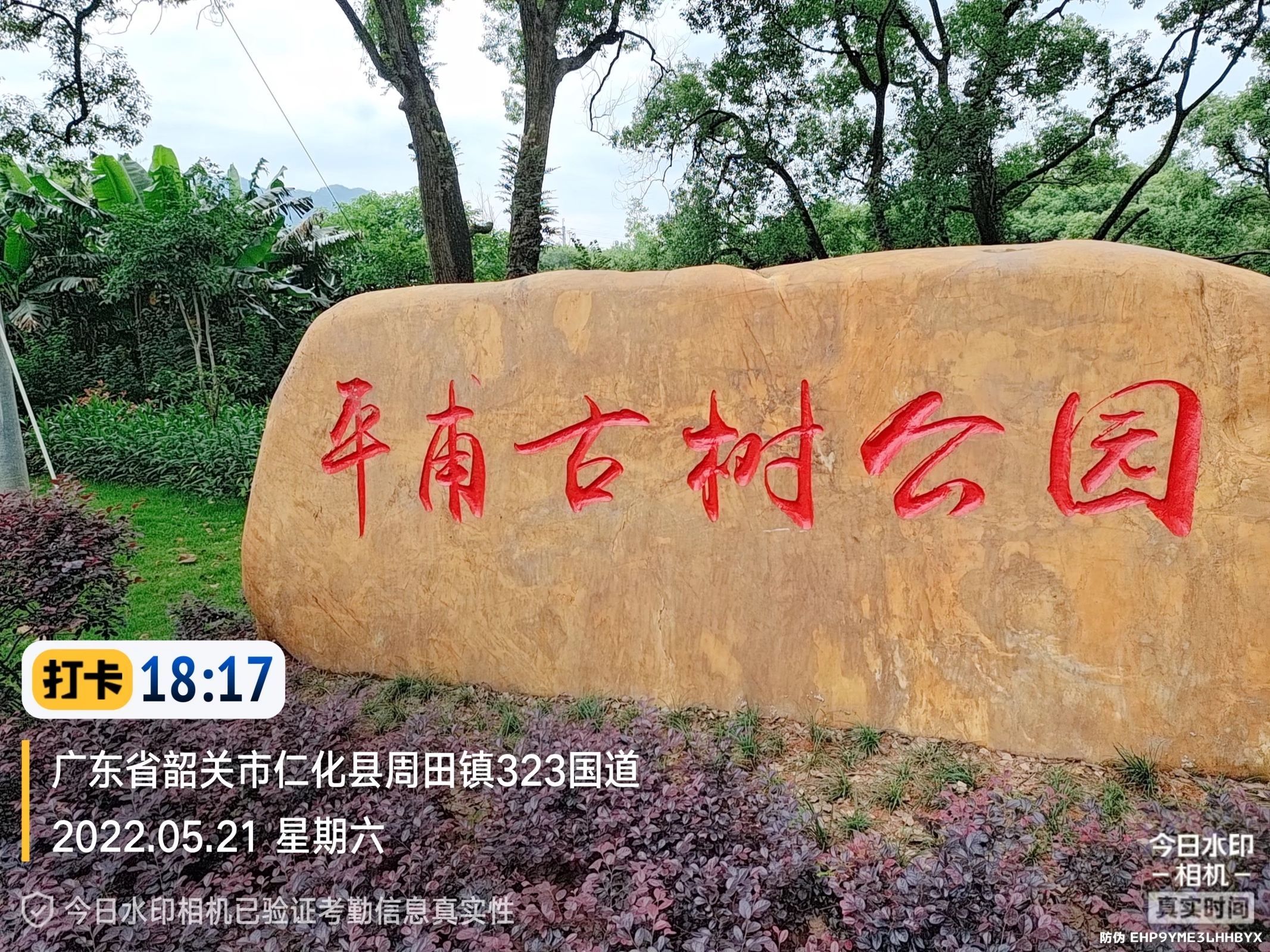 平甫古树公园旅行图片 1