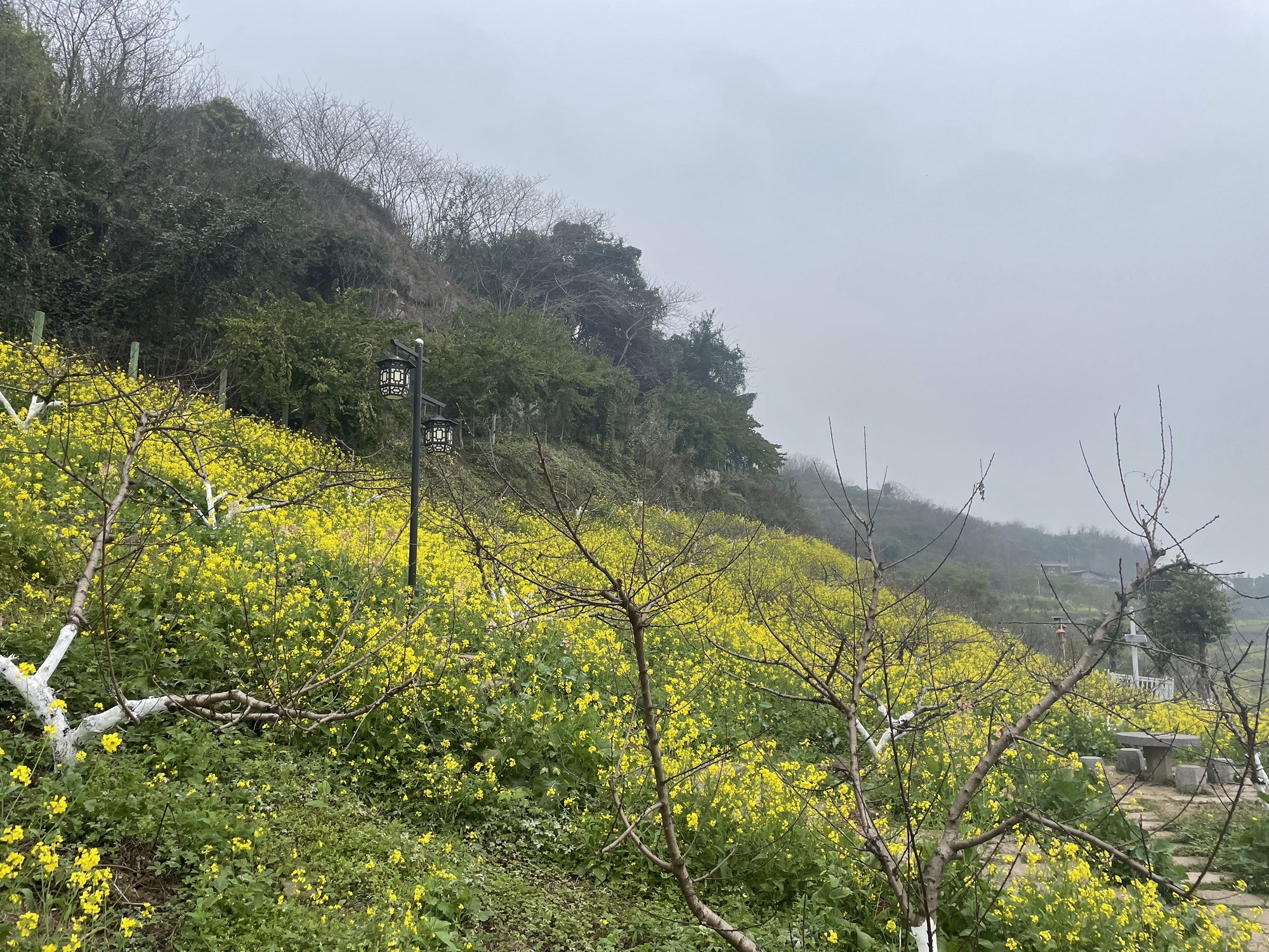 五彩梯田旅行图片 3