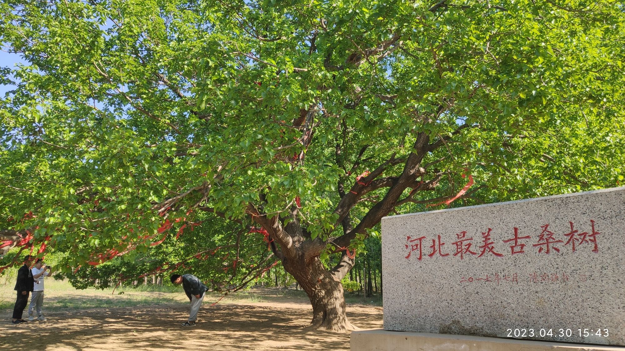 河北最美古桑树旅行图片 2