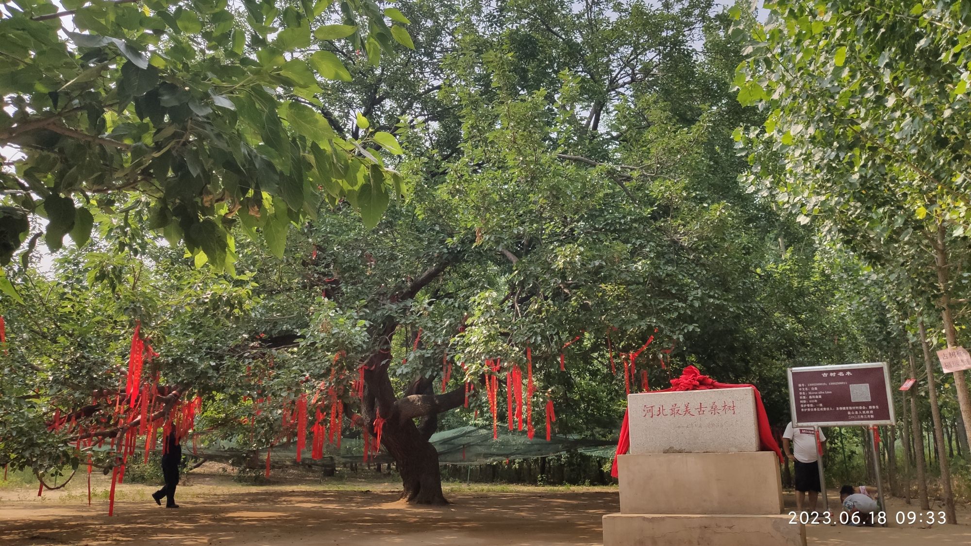 河北最美古桑树旅行图片 2