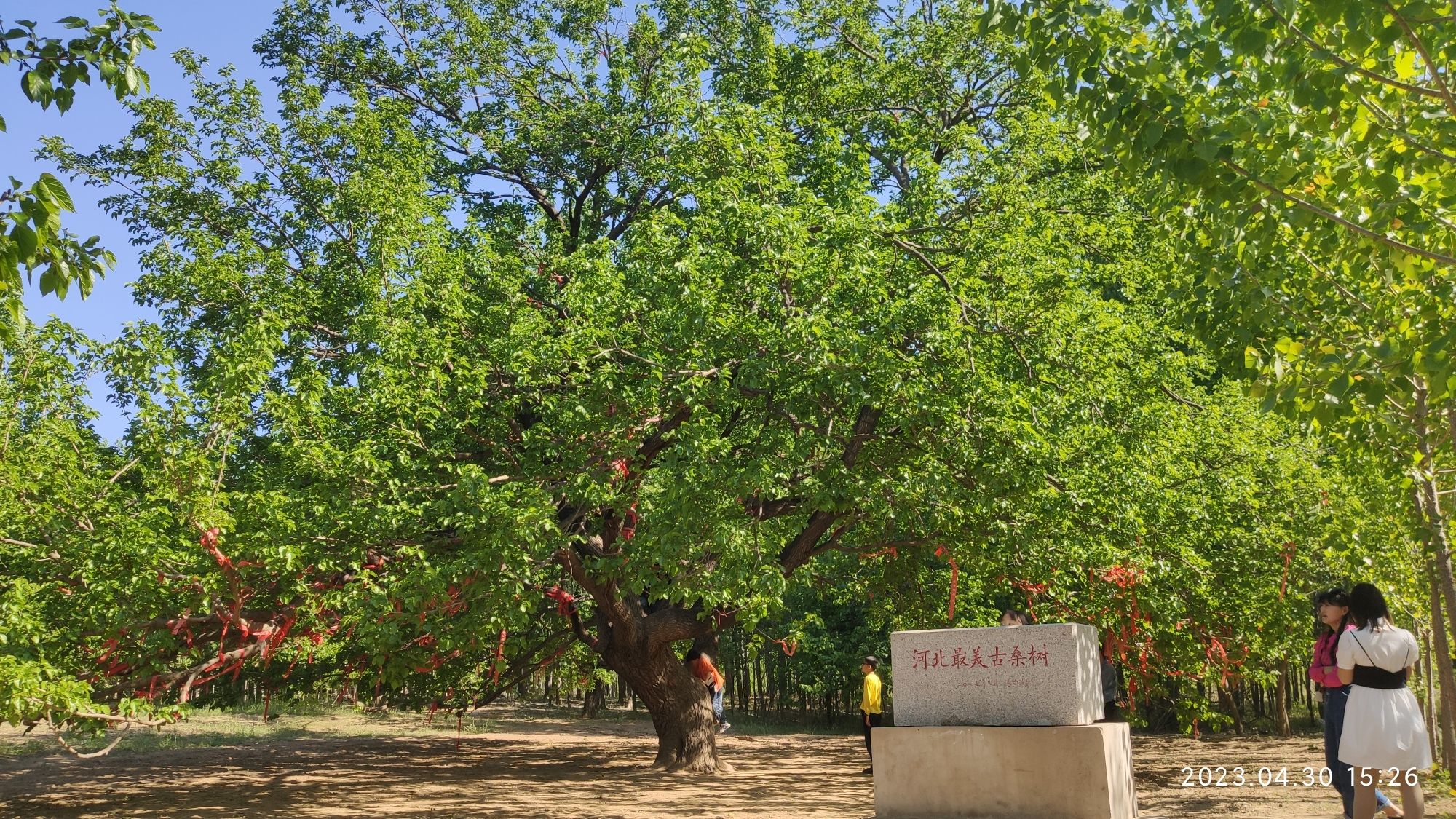 河北最美古桑树旅行图片 3