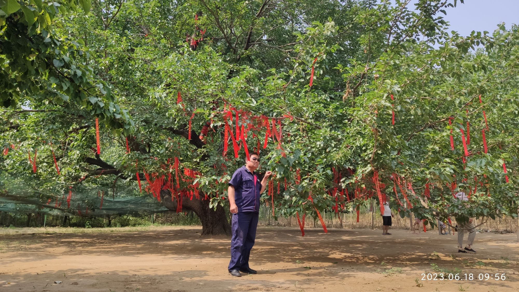 河北最美古桑树旅行图片 1