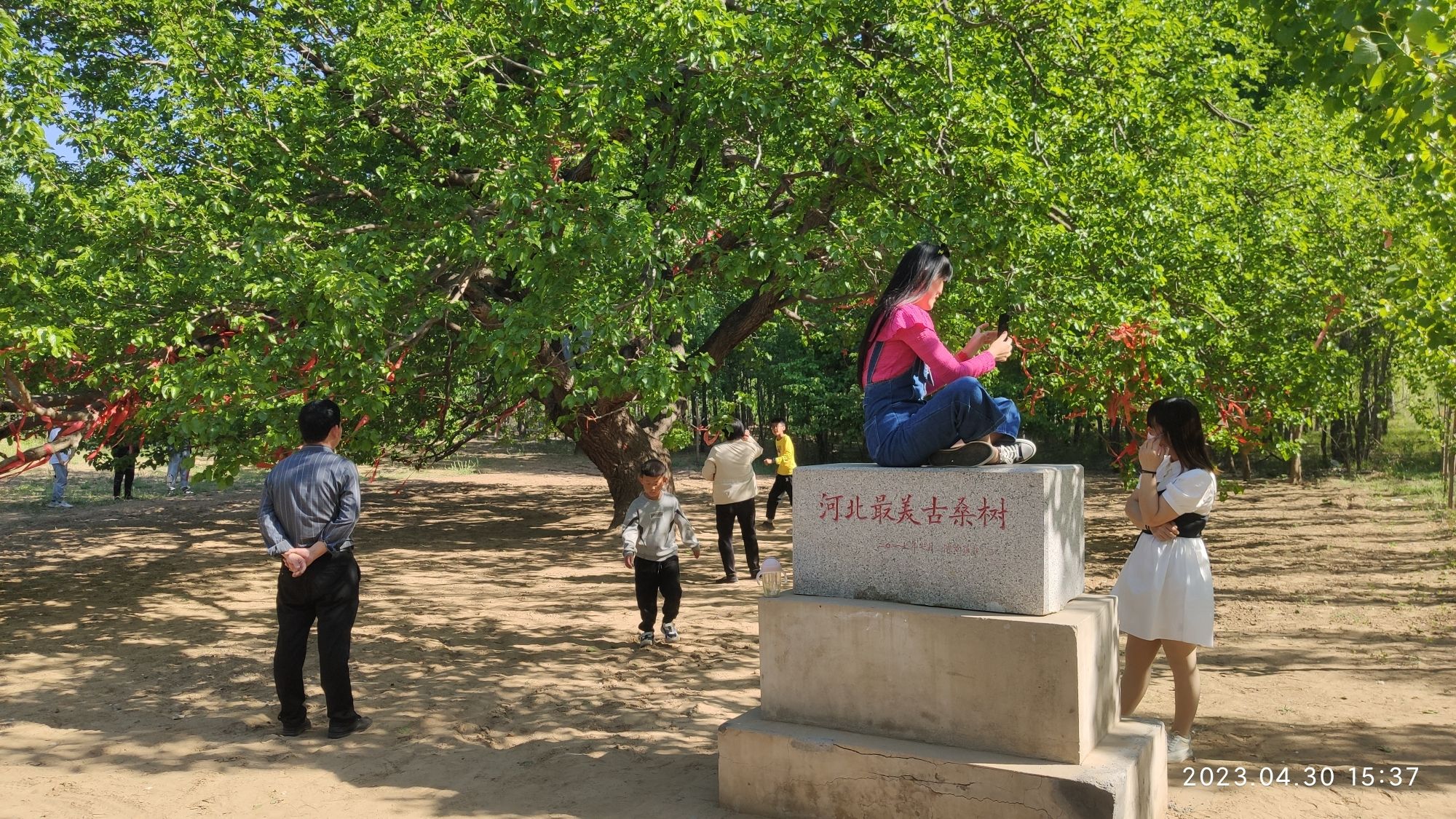 河北最美古桑树旅行图片 1