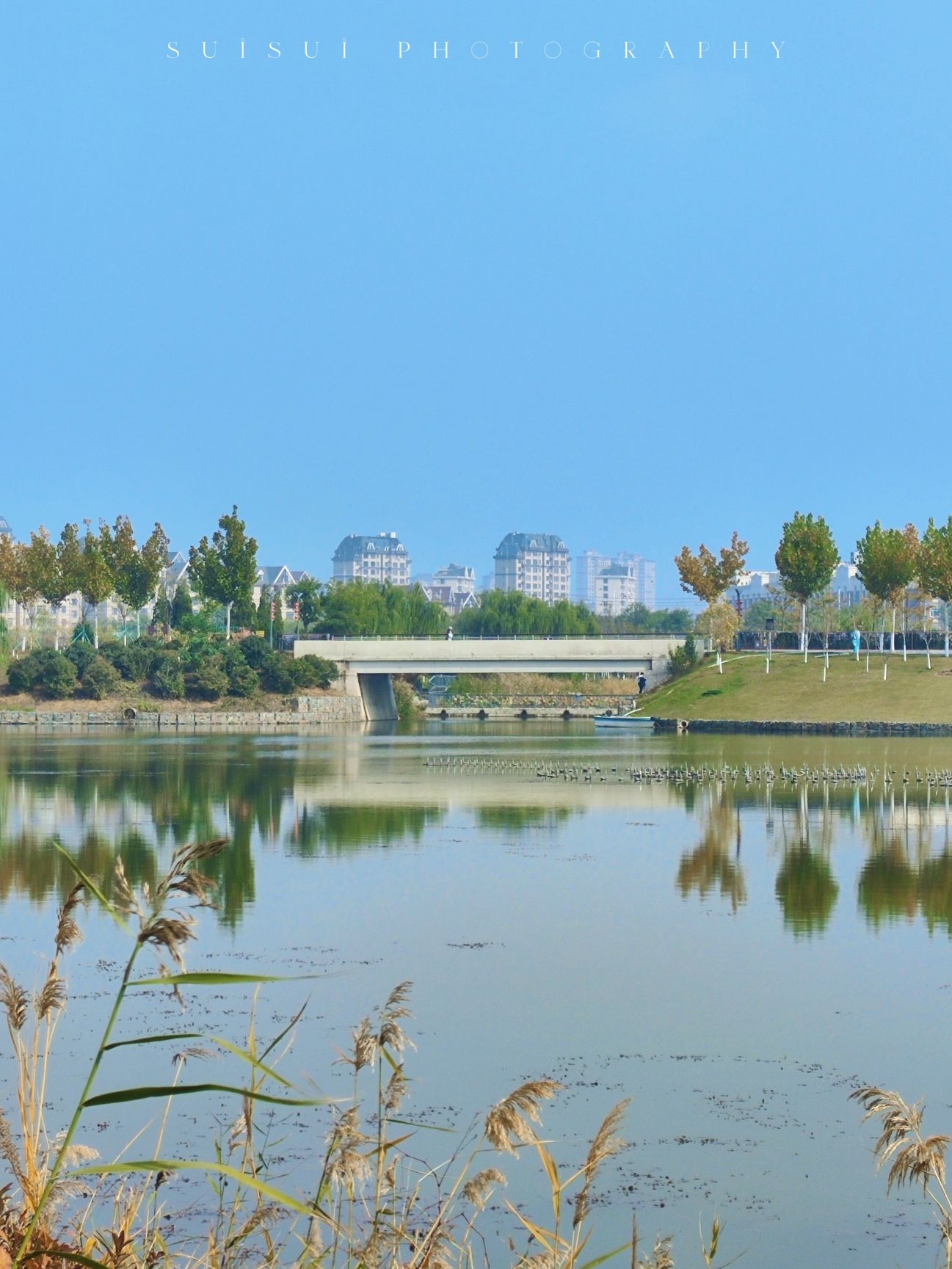 千年古莲园(暂停开放)旅行图片 2