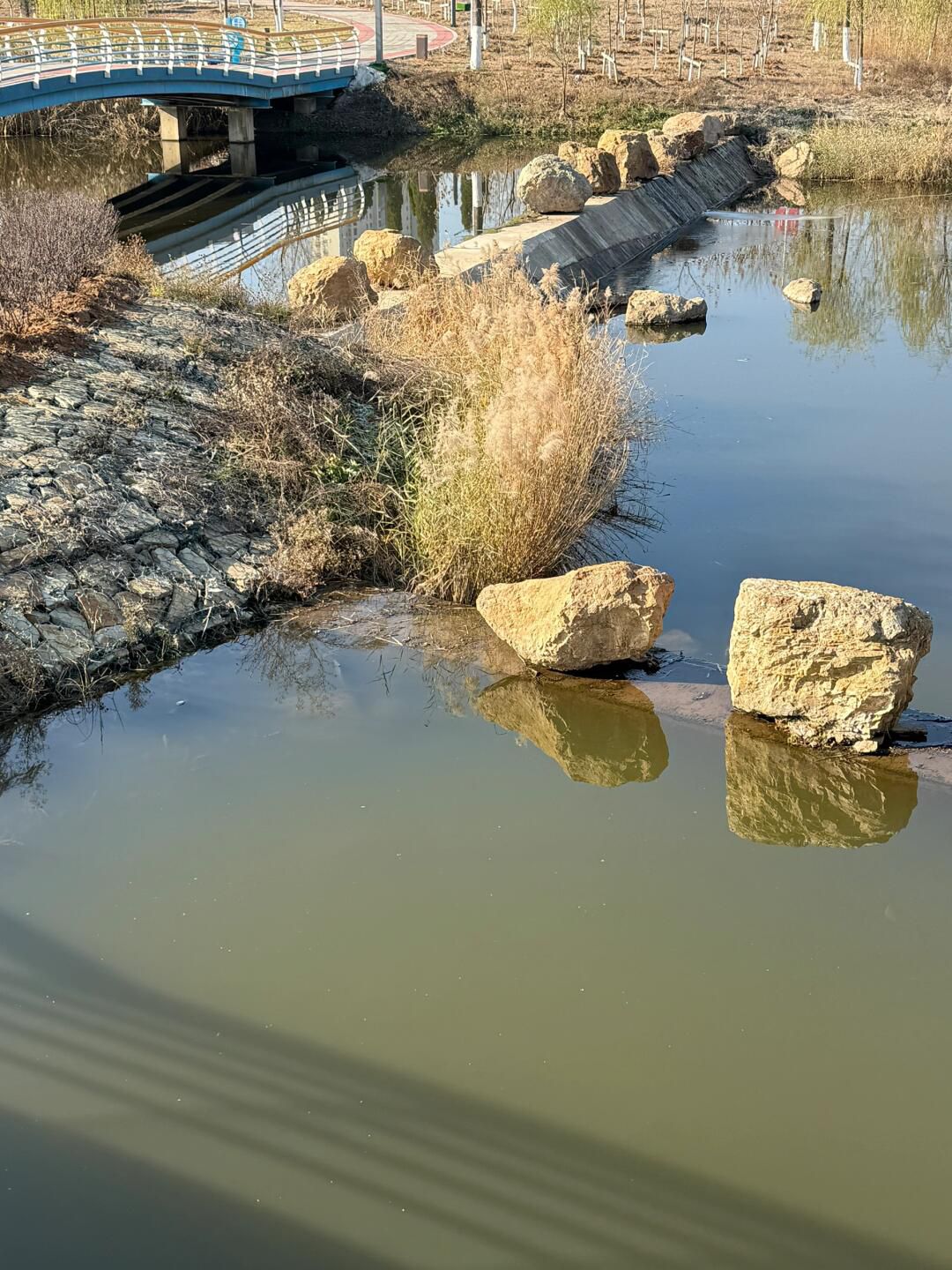 千年古莲园(暂停开放)旅行图片 2