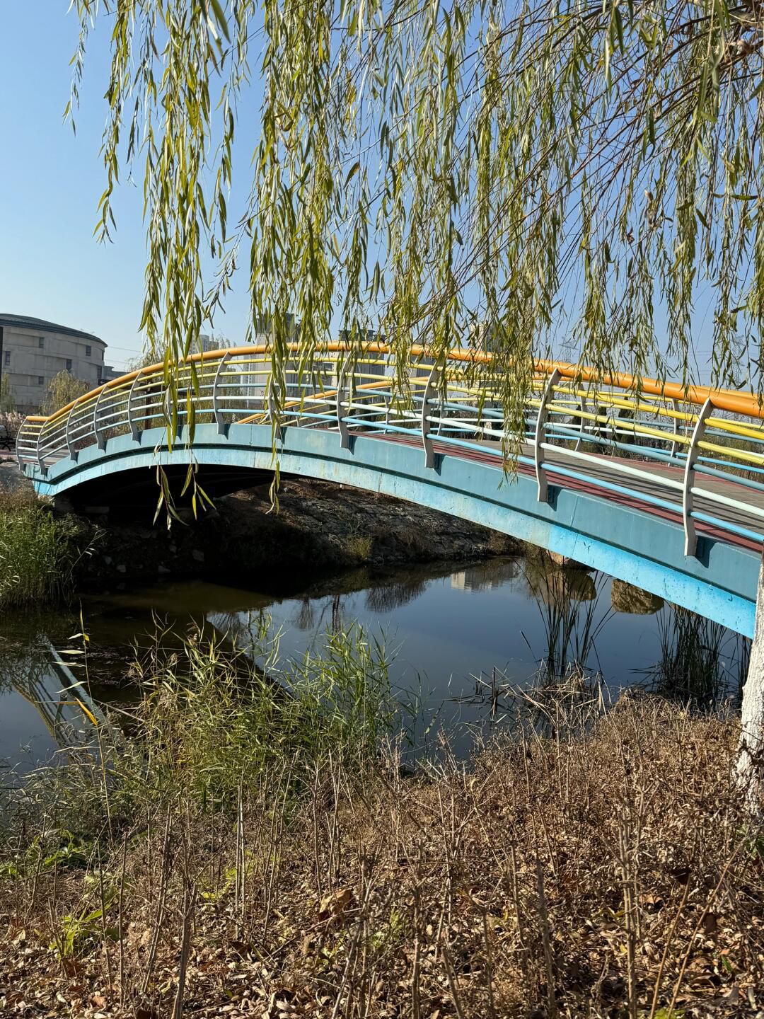千年古莲园(暂停开放)旅行图片 3